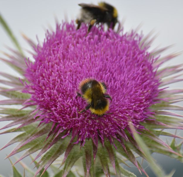 Easter Ross Archers